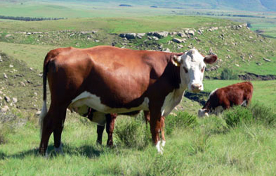 KRM Hereford Cows