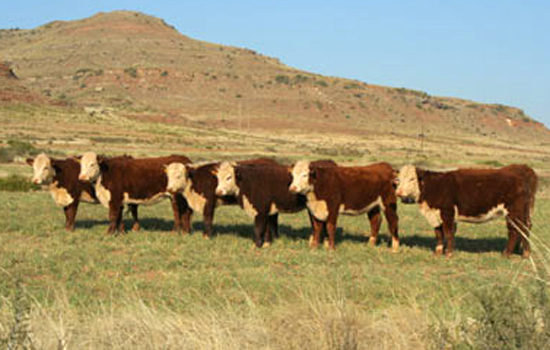 KRM Hereford Cows